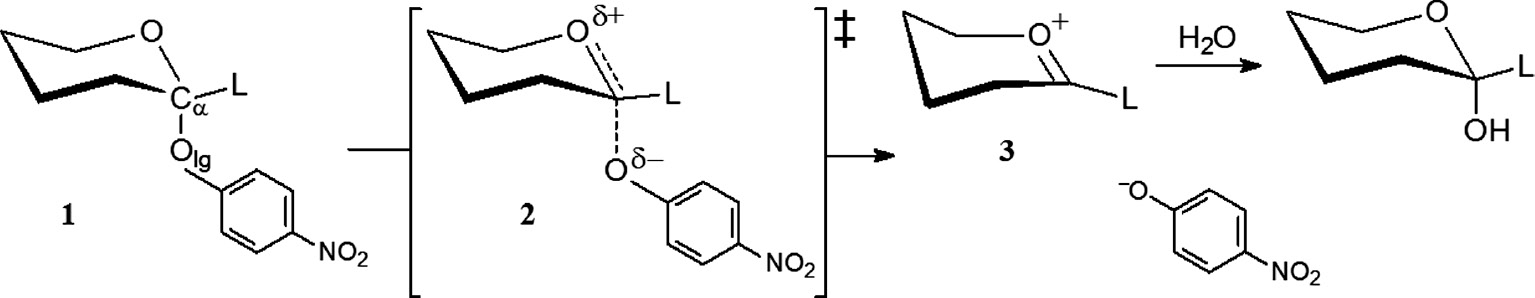 Scheme 1: Heterolysis of acetal 1 to give the oxacarbenium intermediate 3 leading to hemiacetal product via TS 2; “L” denotes either protium or deuterium attached to the anomeric carbon.