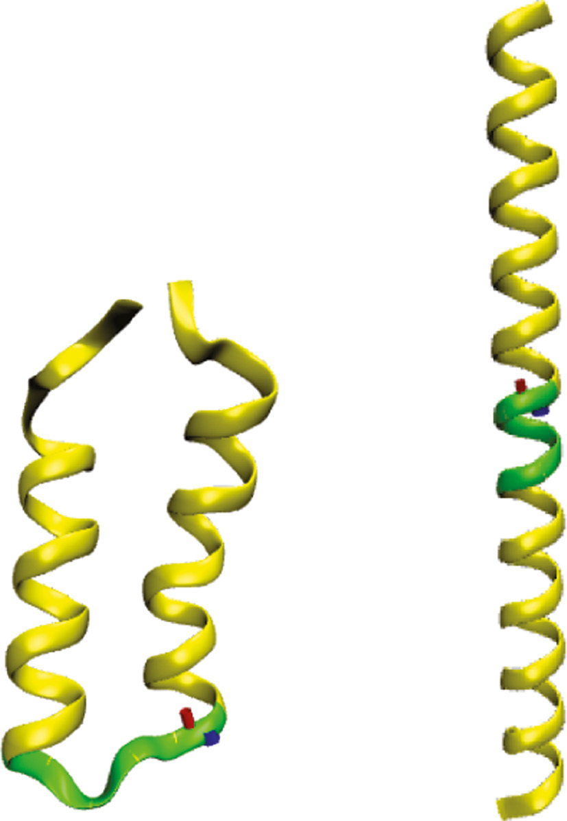 Fig. 1: The native structure of protein PDB2HEP [4], as obtained from the PDB [7] (left panel). The α-helical conformation assumed to be the corresponding nascent chain in the VES KM (right panel). The amino acids Gly20-Val21-Ile22-Thr23-Glu24 that constitute the link between the two helices are displayed in green. The amide group CO23NH24 where particular initial momenta were added initially (see text) are displayed as thick bonds in red and blue, respectively.