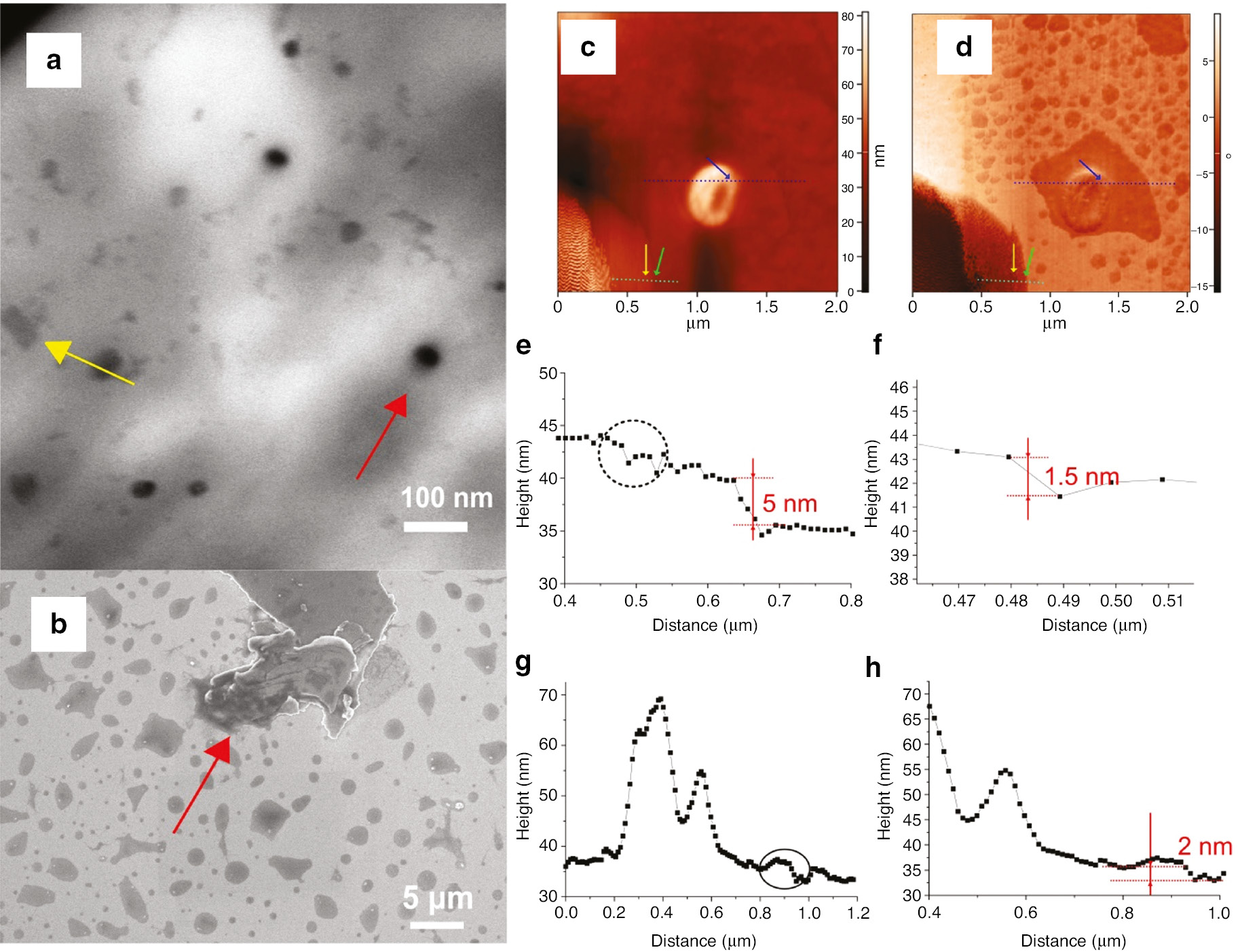 Fig. 3: 
          (a) The STEM image of AgGeSe2 flake. The yellow arrow points at the transparent square shape particle and red arrow points at the opacity Ag particle. (b) The SEM image of AgGeSe2 flakes deposited onto W film. The red arrow points at the thick flakes. (c)–(h) The AFM topography of AgGeSe2 flakes deposited onto W film. (c) The topography mapping of AgGeSe2 flakes. (d) The phase image of AgGeSe2 flakes. (e)–(f) The profiles at the dashed line position, pointed by yellow and green arrows in (c) and (d). (g)–(h) The profile at the dashed line position pointed by blue arrow in (c) and (d).
        