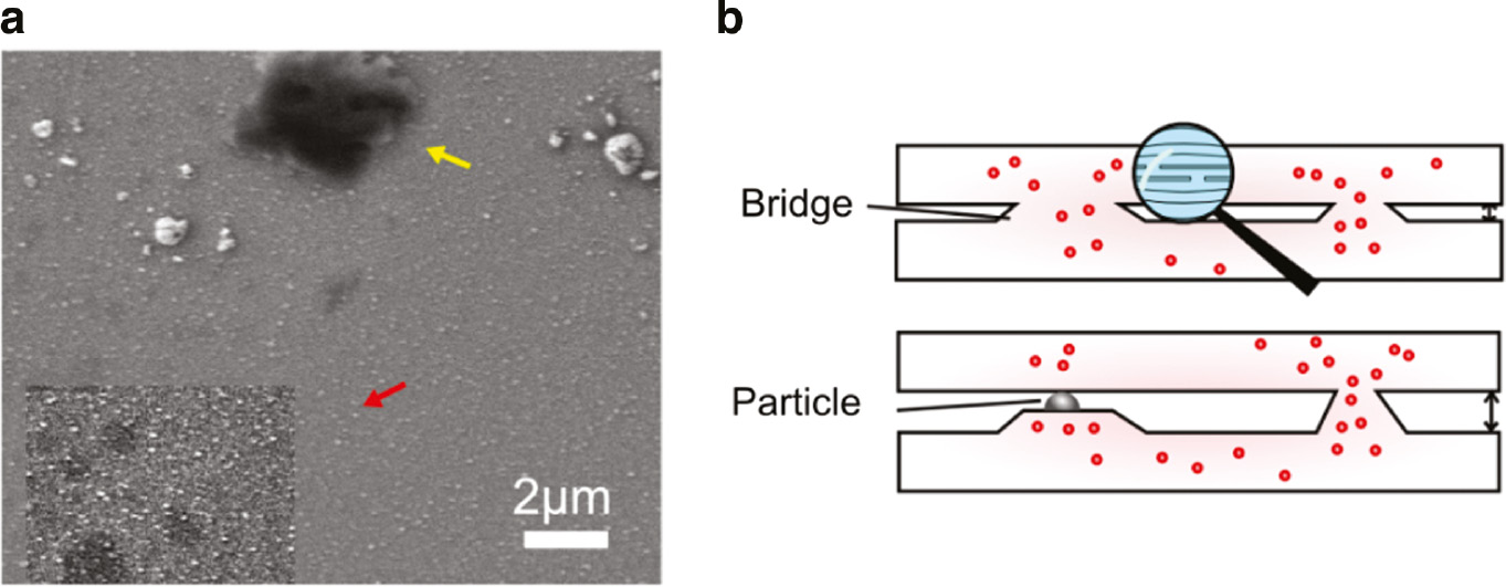 Fig. 4: 
          (a) The SEM image of the etched Ag doped GeSe2 with remaining monolayer. The yellow arrow points at the thick remaining monolayer and red arrow points at thin remaining monolayer with an increased contrast. (b) The illustrative picture of bridge-monolayer structure. The red spots represent Ag ions and black spots represent for Ag particle.
        