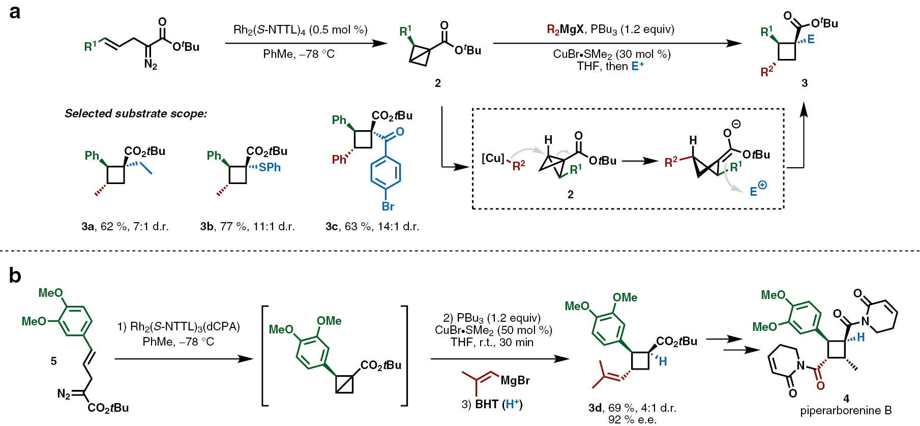 Scheme 1: Fox’s addition of organocuprates and electrophiles across the C(1)-C(3) bond of bicyclo[1.1.0]butanes. (a) Reaction conditions and selected substrate scope. (b) Application of the method to the enantio- and diastereoselective synthesis of piperarborenine B (4).