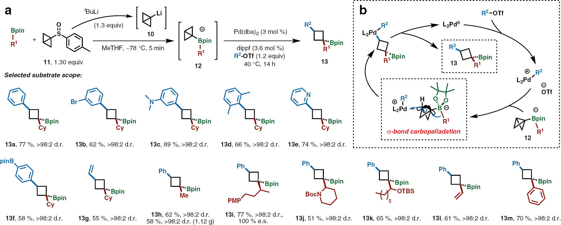 Scheme 4: Aggarwal’s reaction of bicyclo[1.1.0]butyl boronate complexes with palladium(II)-aryl complexes. (a) Reaction conditions and selected substrate scope. (b) Proposed catalytic cycle and C-C σ-bond carbopalladation process. Enantiospecificity (e.s.)=[e.e. of product/e.e. of starting material]×100%.