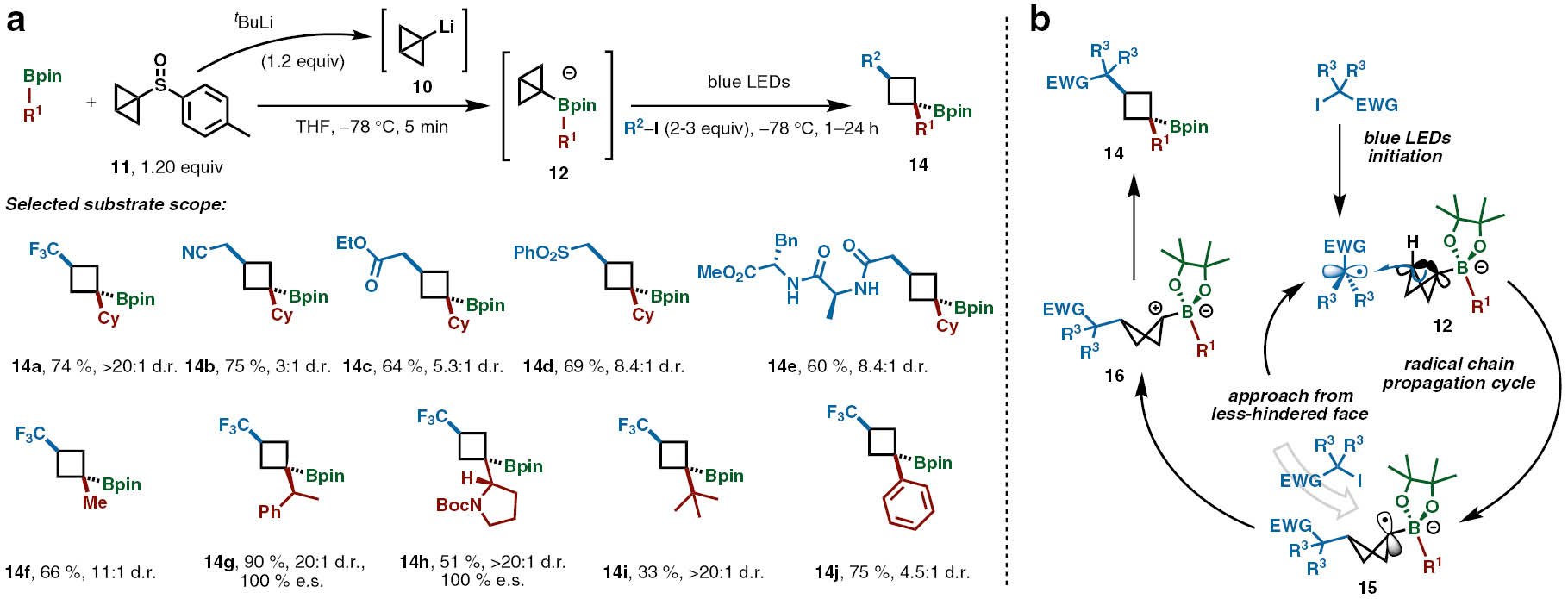 Scheme 6: Aggarwal’s addition of electrophilic radicals to bicyclo[1.1.0]butyl boronate complexes. (a) Reaction conditions and selected substrate scope. (b) Proposed reaction mechanism. Enantiospecificity (e.s.)=[e.e. of product/e.e. of starting material]×100%.