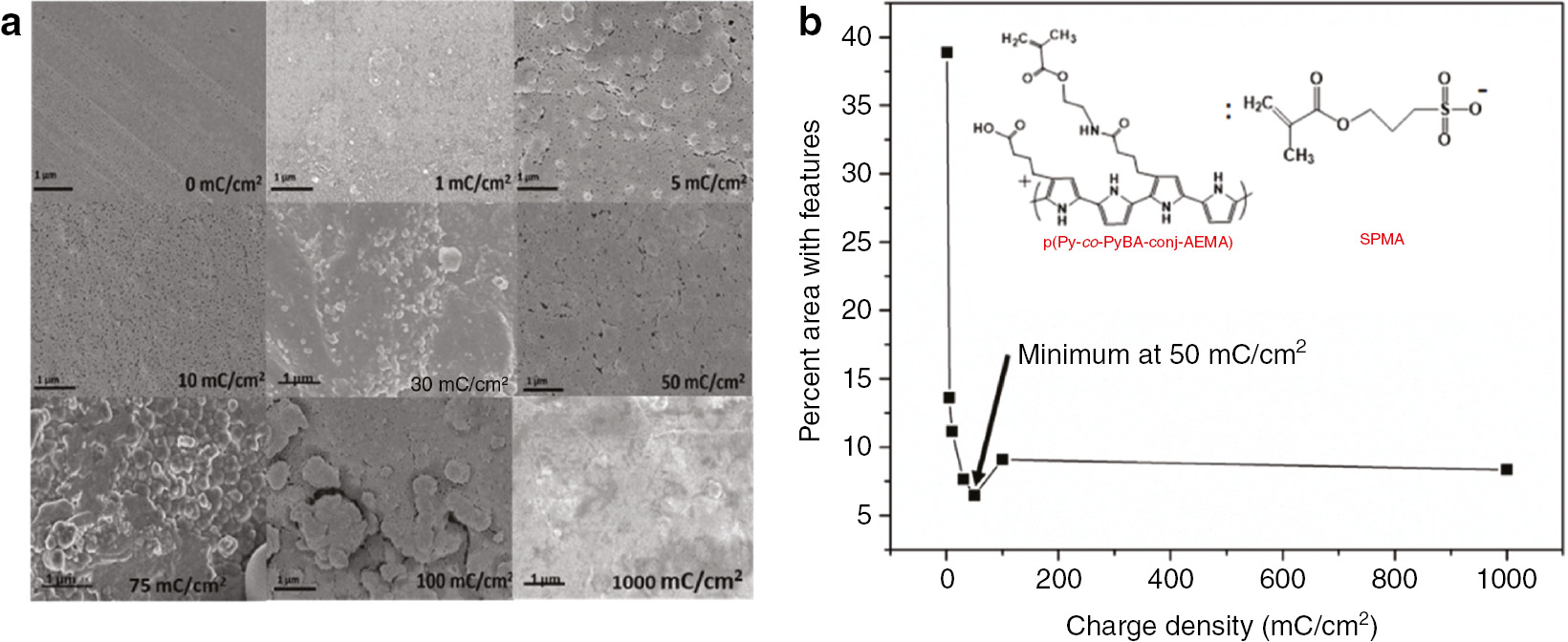Fig. 2:
(a) SEM images of PPy:SPMA electrodeposited onto gold-sputtered polyimide via potentiostatic electropolymerization at charge densities at 0, 1, 5, 10, 30, 50, 100, and 1000 mC/cm2, each taken at acceleration voltage 2.0 kV and ×20 k magnification. Surface features are identified as relief features within the polypyrrole film and appear as the darkest regions of the images in image J analysis. Scale bar 1 μm. (b) Instance of percent area with surface features within the polypyrrole (Au|PPy:SPMA) film as a function of electrodeposition charge density (mC/cm2). Features achieve a minimum at 50 mC/cm2. Insert shows the structure of the PPy:SPMA polymer film.
