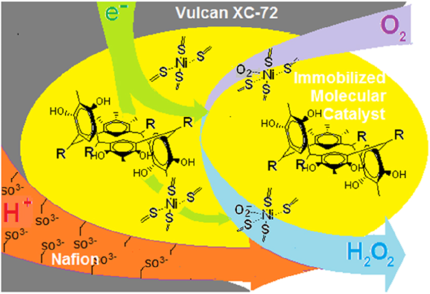 Fig. 9: 
Oxygen reduction reaction catalyzed by nickel complexes based on thiophosphorylated calix[4]resorcinols and immobilized in the membrane electrode assembly of fuel cells.
