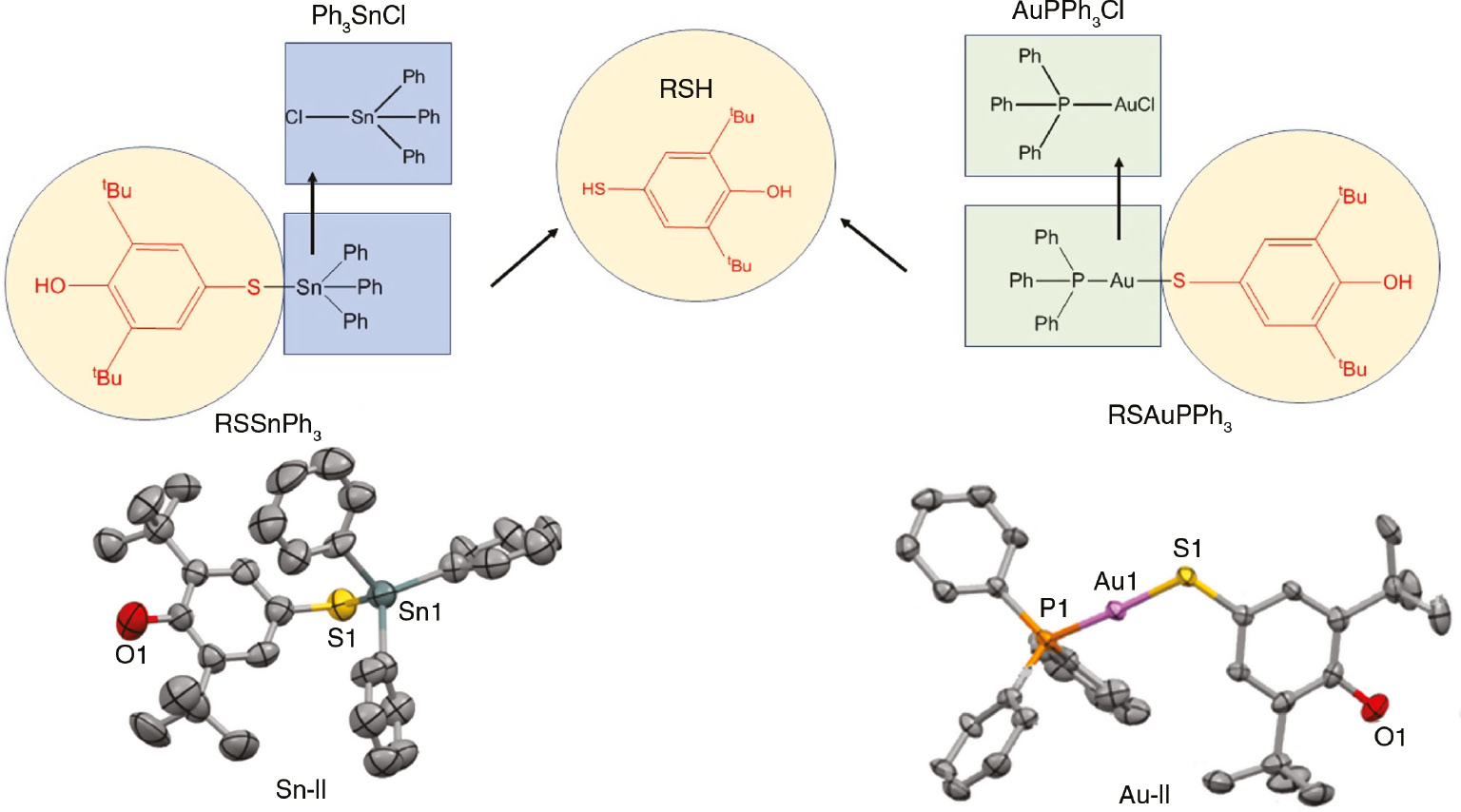 Scheme 2:
Structures of tin and gold complexes based on 2,6-di-tert-butyl-4-mercaptophenol. Molecular structure of compounds Sn-II and Au-II (hydrogen atoms are omitted for clarity).
