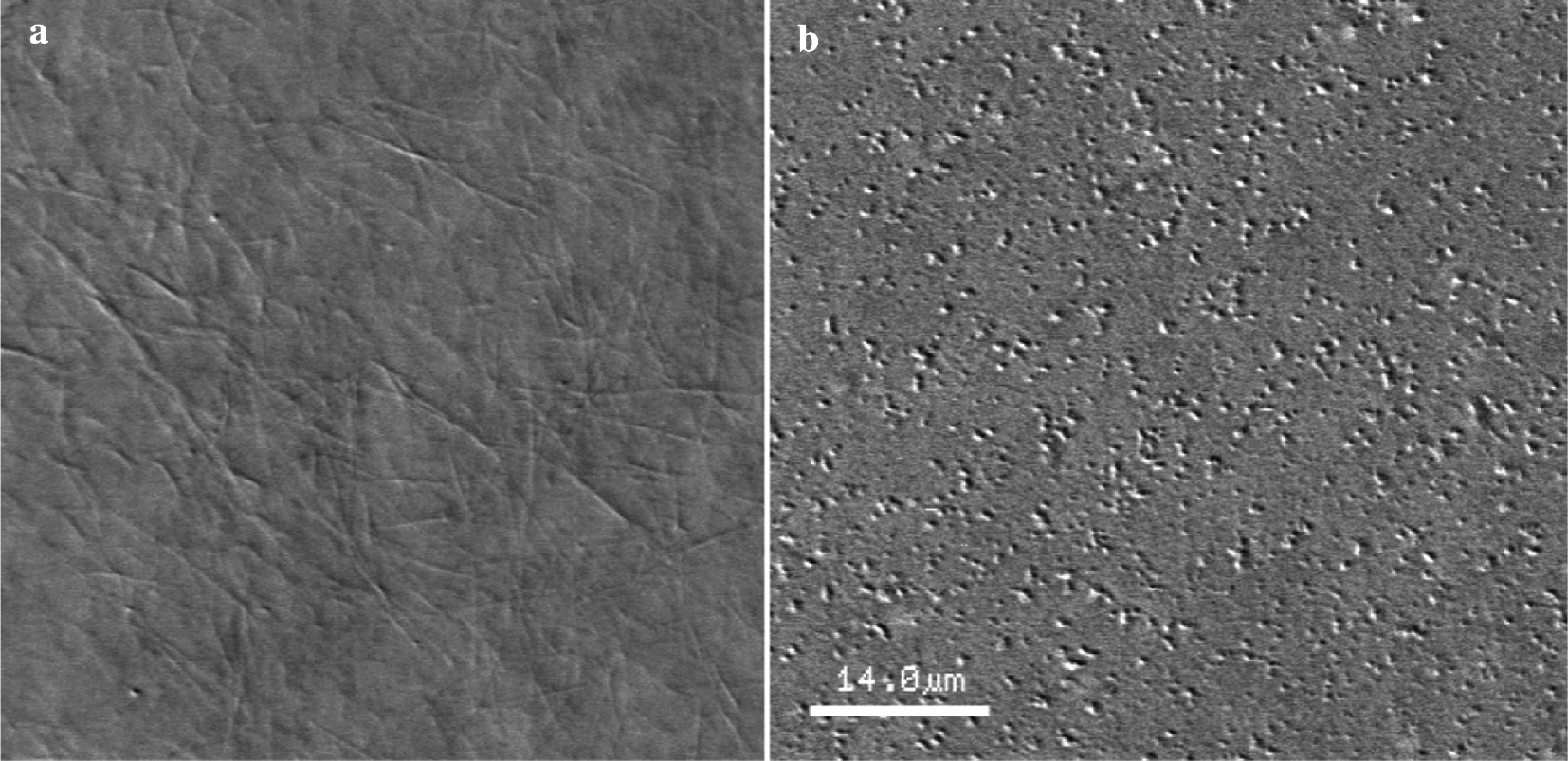 Fig. 4:
AVEC-DIC microscopy of purified tubulin after induction its polymerization by 10% DMSO: (a) without addition of 2a – MTs and (b) in the presence of 2a at concentration 50 μM – small aggregates.