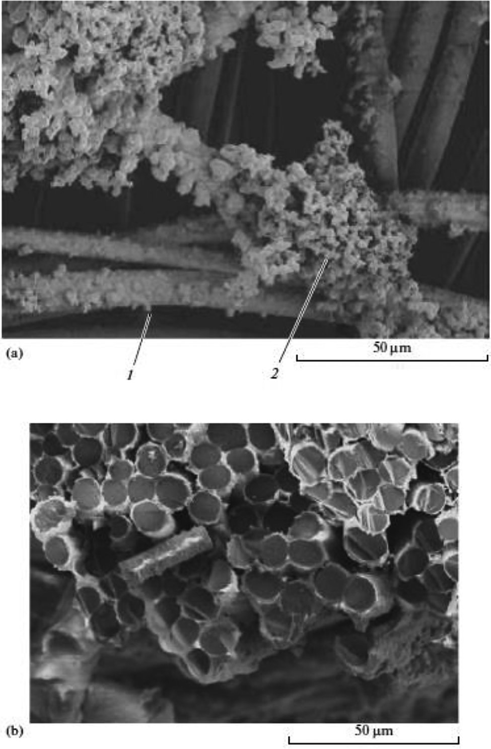 Fig. 10: 
SEM images of the Kynol™ ACC 710-25 carbon cloth modified with poly-[Ni(SaltmEn)] by: (a) conventional potentiostatic polymerization ((1) ‒ inner filaments of the carbon material and (2) ‒ polymer on the electrode surface); (b) pulse polymerization [90].
