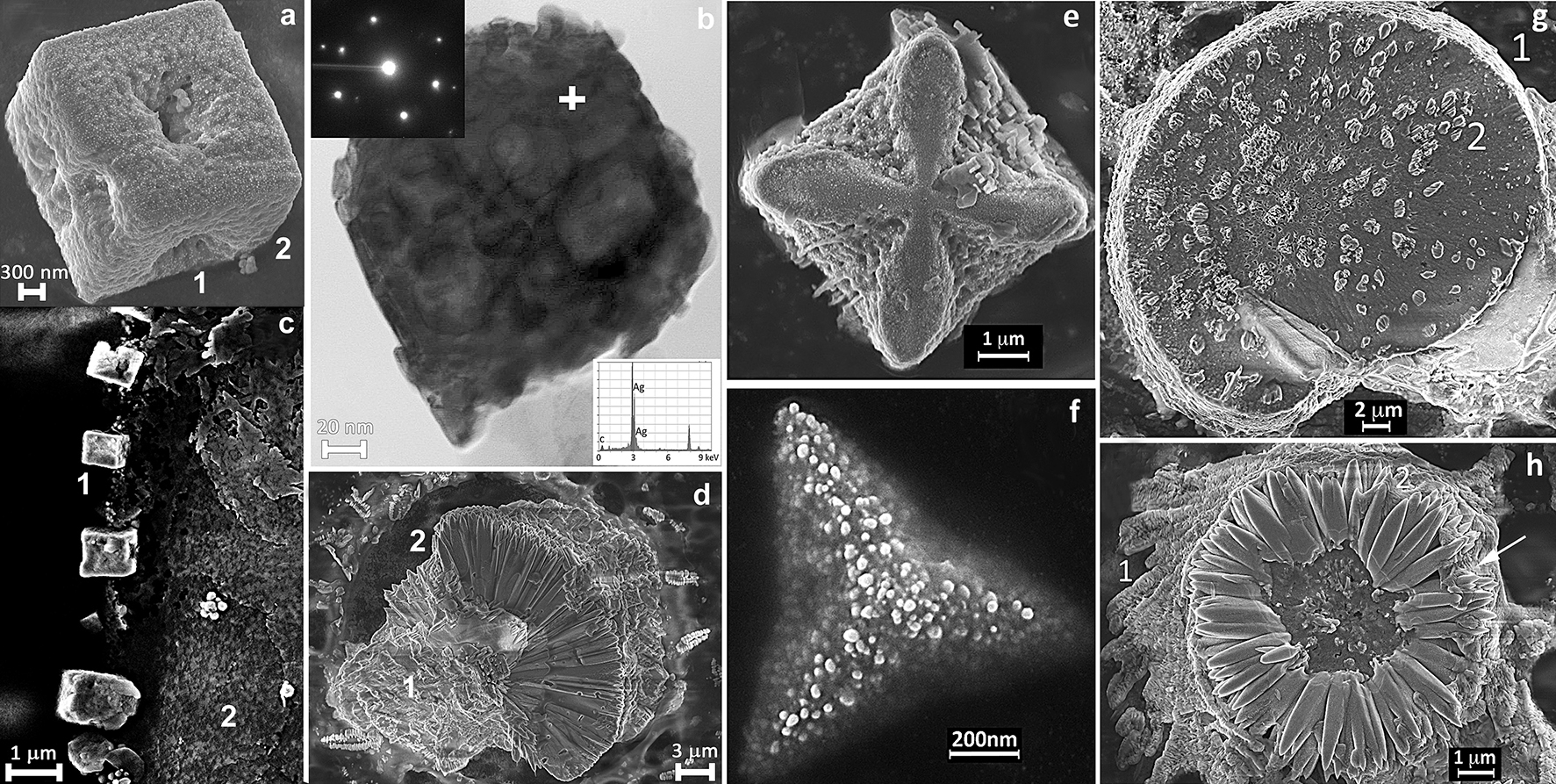 Fig. 4:
Complex morphology of nanostructured particles from a condensation zone found after ultrasonic spray pyrolysis of aqueous diamminesilver (I) hydroxide. (a) cross – centered cuboids and their TEM/ED investigation (b), (c) a necklace morphology of silver nanostructured particles, (d) a nanoflower, (e) overgrowth of facetted cuboid, (f) triangles, (g, h) stem – flower structures.