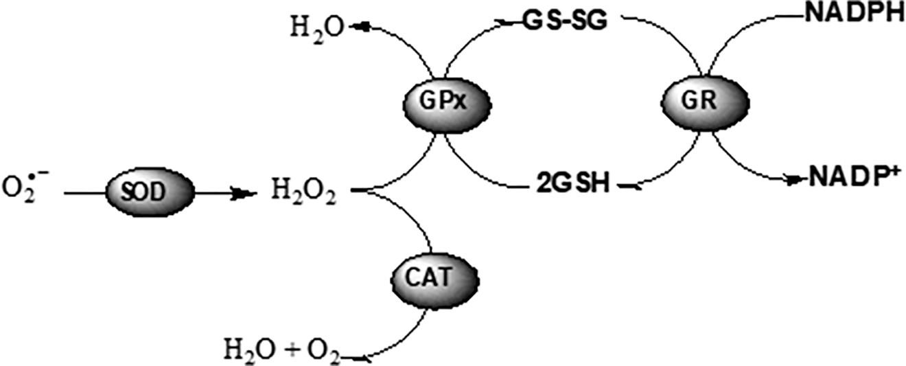 Fig. 2: 
            Chemical reactions catalyzed by AOX enzymes in the cellular system. O2•– can be converted to dihydrogen dioxide by the reaction of SOD. Catalase (CAT) can dismutate dihydrogen dioxide into dioxygen and water. Glutathione peroxidase (GPx) catalyzes the reduction of the hydroperoxides by employing the electrons transferred from NADPH via GR and GSH.
          