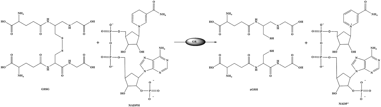 Fig. 3: 
              Chemical reactions catalyzed by glutathione reductase (GR).
            