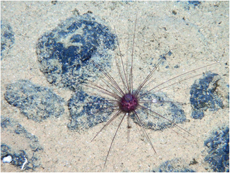 Fig. 4: 
ROV still image of a sea urchin on top of a polymetallic nodule in the CCZ [55].
