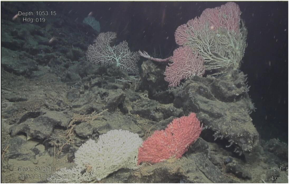 Fig. 6: 
ROV still image of sessile fauna (mainly corals) on top of cobalt-rich ferromanganese crusts seamount in the Necker Ridge (modified from [62]).
