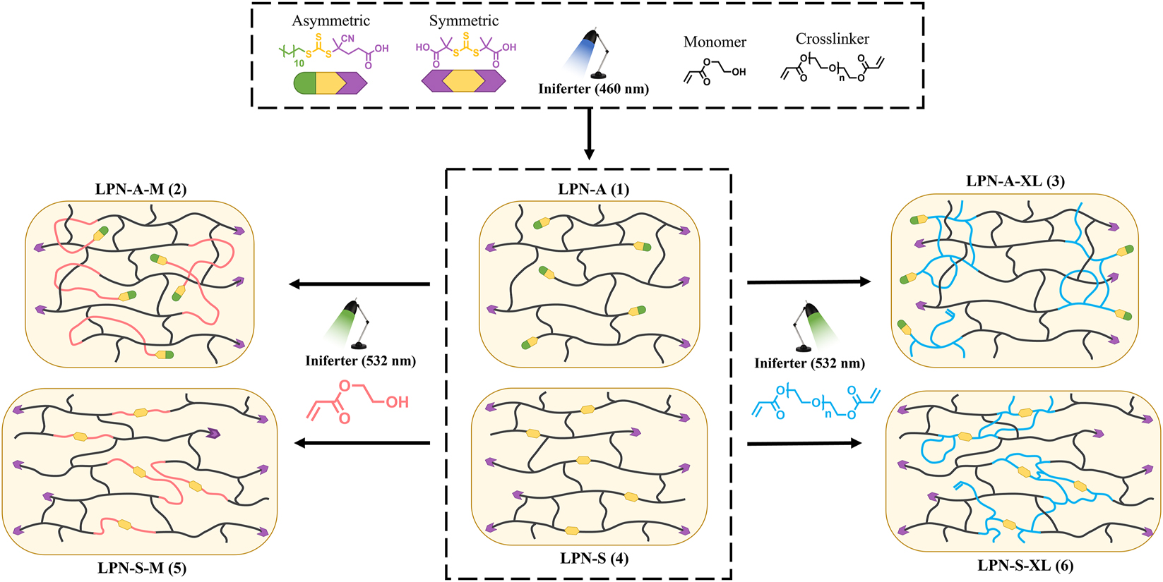 Fig. 1: 
            Diagram showing the formation and subsequent growth of asymmetric (top row) and symmetric (bottom row) RAFT networks with monomer (left) and crosslinker (right). Samples were labelled as follows: LPN – [Symmetry of RAFT, A or S] – [Growth mixture, monomer (M) or crosslinker (XL). -b- used to denote blocks]. As such LPN-A-M denotes an asymmetric LPN grown with monomer.
          