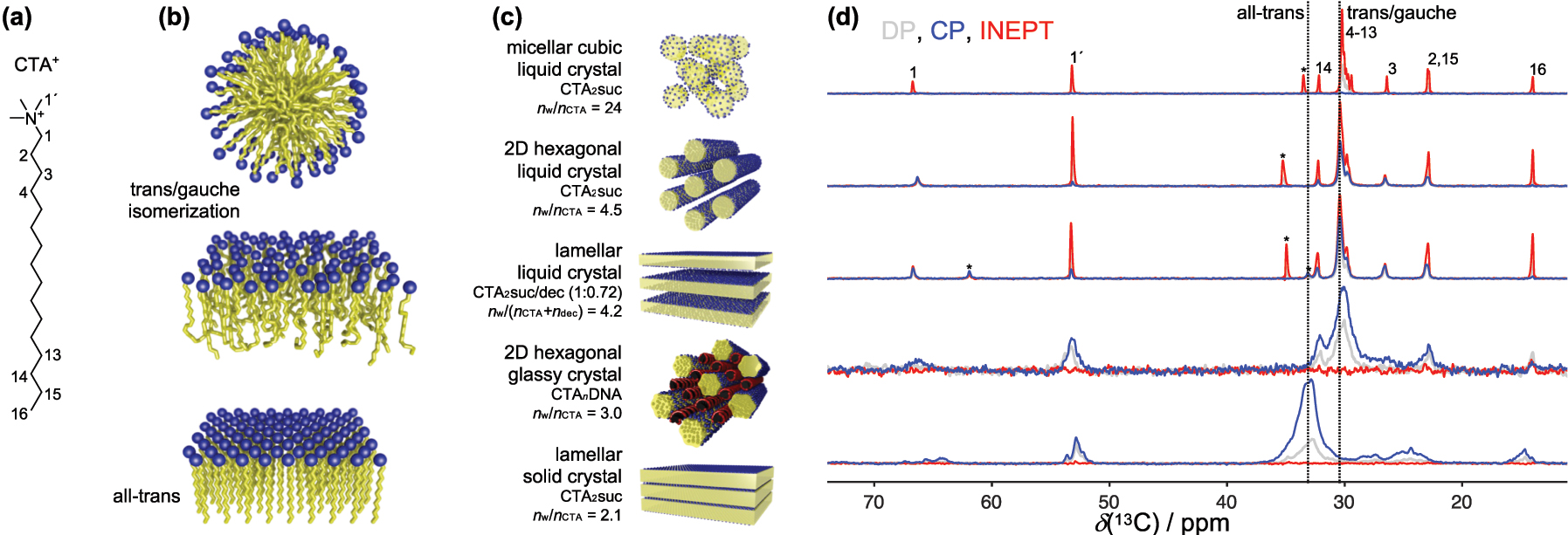 Fig. 6: 
Structures and NMR data for liquid and solid crystalline phases comprising hydrated cetyltrimethylammonium ions (CTA+) with various counterions and additives. (a) Chemical structure of CTA+ with numbering of selected carbon atoms. (b) Molecular packing of CTA+ into spherical/cylindrical (top) or planar (middle, bottom) aggregates with cationic headgroups (blue) facing the surrounding water (not shown) and hydrocarbon chains (yellow) undergoing trans/gauche isomerization (top, middle) or in all-trans conformation (bottom). (c) Nanometer-scale structures of hydrated CTA+ with succinate (suc) or DNA as counterions and decanol (dec) as cosurfactant. The water content is reported in terms of the water-hydrocarbon chain molar ratios n
w/n
CTA or n
w/(n
CTA + n
dec). (d) 13C MAS NMR spectra of the phases in panel (c) using the same acquisition parameters as in Fig. 5. Peak assignments refer to the carbon atom numbering in panel (a) while asterisks indicate peaks originating from succinate or decanol. Vertical dashed lines point out the typical chemical shifts of hydrocarbon chains adopting an all-trans conformation or transitioning between trans and gauche conformational isomers (Adapted from Ref. [9] with permission from the American Chemical Society).
