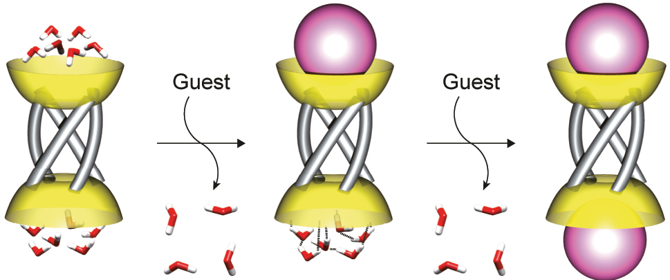Fig. 6: 
Plausible picture of the positive cooperative host–guest complexation of 3a. Reproduced from Ref. [12b] with permission. Copyright 2020 Wiley-VCH Verlag GmbH & Co. KGaA, Weinheim.
