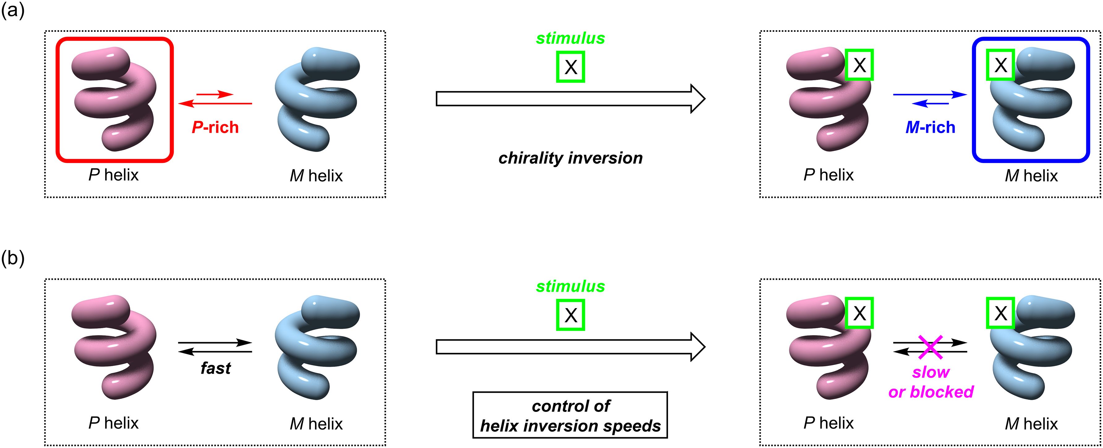 Fig. 1: 
Schematic drawings of the chirality inversion of dynamic helical molecules between the P and M forms. (a) A stimulus inverts the chirality from the P-rich to M-rich if the stimulus changes the P/M preference of the P/M equilibrium. (b) Control of the P/M equilibration speeds of a dynamic helical molecule by an external stimulus.