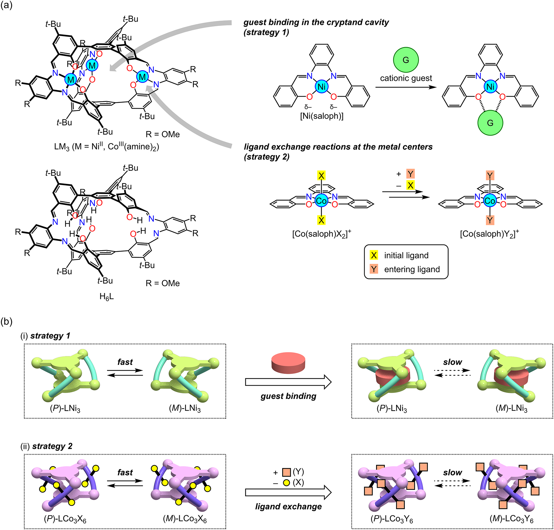 Fig. 2: 
Design of triple-helical metallocryptands LM3 for controlling the P/M chirality inversion speeds. (a) Molecular structure of LM3 and the possible interaction/reaction with a chemical species. The structure of the precursor H6L is also shown. (b) Two strategies for controlling the helix inversion speeds: (i) guest binding in the cryptand cavity and (ii) ligand exchange reactions at the metal centers.