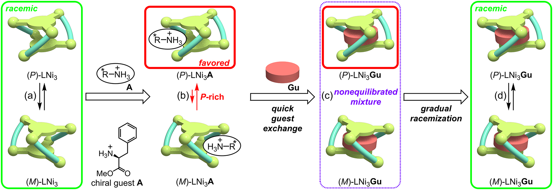 Fig. 4: 
Deceleration of the P/M chirality inversion speed of LNi3 by binding with the guanidinium ion (Gu) in the cryptand cavity.