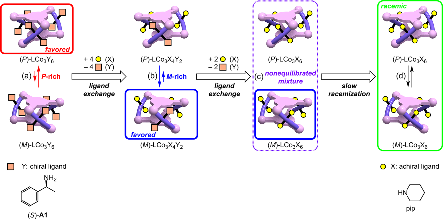 Fig. 8: 
Transient P/M chirality inversion observed during the racemization of LCo3((S)-A1)6 by the ligand exchange with piperidine.