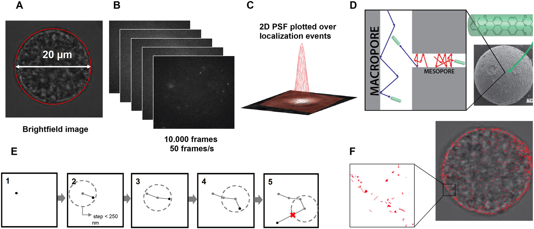 Fig. 28:
Experimental approach to perform single-molecule fluorescence microscopy (SMF) of a single catalyst particle, more specifically a 20 μm-sized Fluid Catalytic Cracking (FCC) particle to convert, for example, vacuum gas oil into gasoline and chemicals, such as propylene. Single-Molecule Fluorescence (SMF) was used to follow the mobility of a dye in the pore space of the FCC particle. (A) Brightfield image of the FCC particle; (B) many frames taken to monitor the mobility of the fluorescent molecule; (C) 2D localization procedure for pinpointing the dye molecule in the material using the point spreading function (PSF) approach; (D) pictorial representation of the transport of the dye molecule, a perylene-type molecule (PDI), in the macro- and mesopore space of the FCC particle; (E) different 2D frames showing the way a single molecule is tracked as function of time, thereby following a procedure to ensure the transport is originating from the same molecule; and (F) different SMF trajectories within the FCC particle, leading to about 4100 individual tracks. A 532 nm laser excitation source was used for the SMF microscopy measurements of the FCC particle.