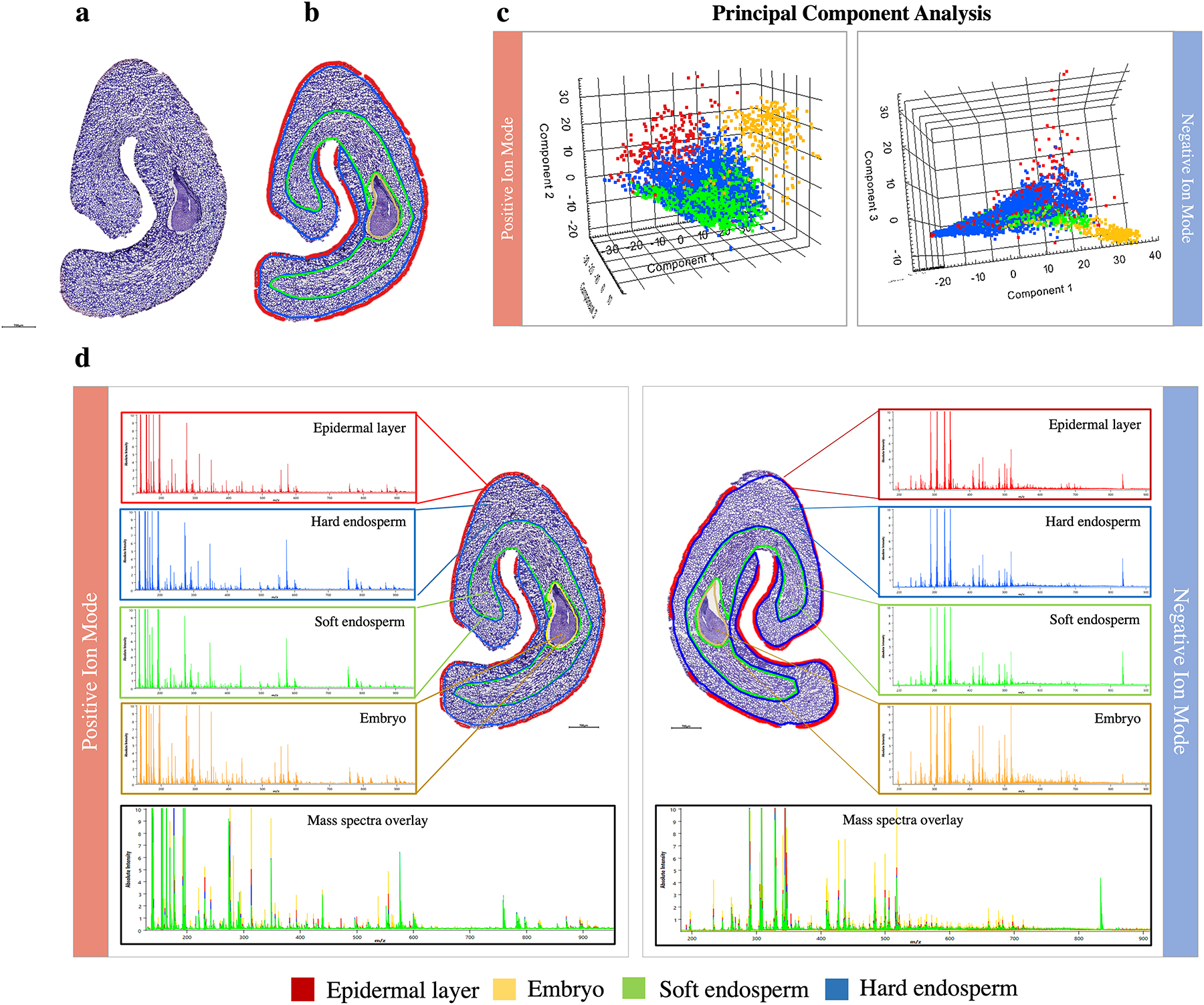 Fig. 1: 
a. TBO stained C. arabica bean; b. manual annotations of histological image highlighting the main tissues within the bean: the epidermal layer (red), the hard endosperm (blue), the soft endosperm (green) and the embryo region (yellow); c. semi-supervised principal component analysis performed on positive and negative ion mode datasets allows to separate the main tissues of the bean according to their metabolomic content, with the embryo region showing the most diversity; d. comparison of the mean mass spectra of the main tissues of the bean allows to identify unique peaks that show a differential distribution among tissues.