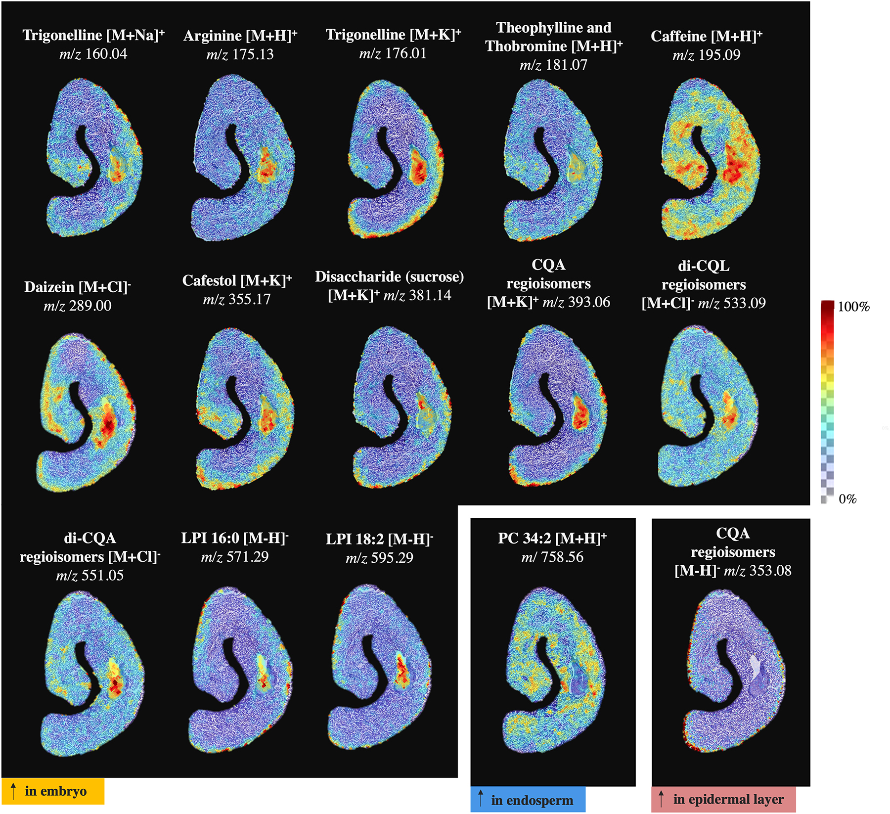 Fig. 3: 
Representative MALDI-MSI images of 15 compounds whose distribution was enriched with AUC > 0.75 in either the embryo (yellow label), endosperm (blue label) or epidermal layer (red label) of C. arabica coffee beans. The distribution of each molecular feature within the tissue section is displayed through an intensity score chart; the intensity of colour is not representative of the abundance of a feature within the spectrum, but rather of the distribution of said feature within the single MALDI-MSI image.