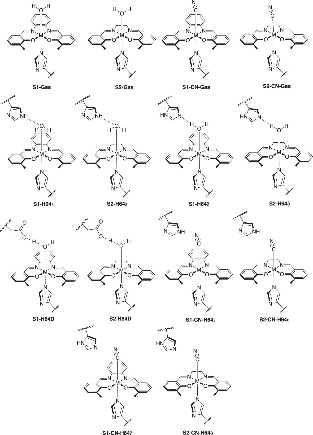 Fig. 1: 
Sketches of active sites in myoglobin and gas phase models with ligands (OH2 and CN) investigated in this study (M = Cr, Mn, Fe). The label of CN indicates cyanide ligand (CN−). All metals were at the +3 oxidation state, with the water ligand producing an overall QM charge of +1 (Cr at the quartet state, Mn at the quintet state, and Fe at the sextet state for multiplicities), and the cyanide ligand producing an overall QM charge of 0.

