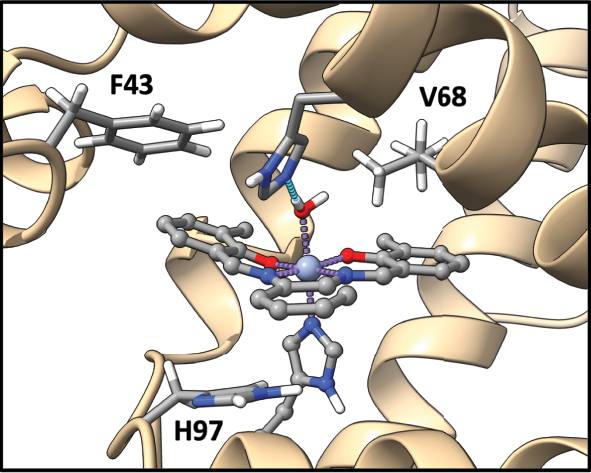 Fig. 7: 
Noncovalent interactions of interest that occur within Schiff base myoglobin.

