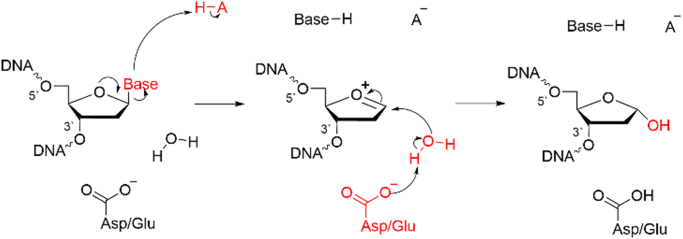 Fig. 2: 
General mechanism of action of (monofunctional) DNA glycosylases.
