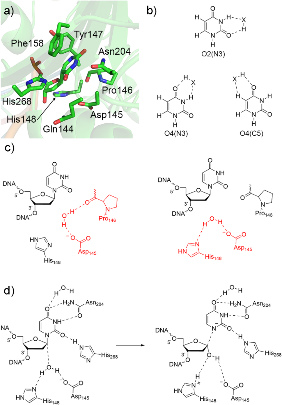 Fig. 3: 
Characterization of the UDG catalytic mechanism. (a) Active site of uracil DNA glycosylase from a crystal structure of UDG bound to pseudouridine-containing DNA (PDB ID: 1EMH). (b) Hydrogen-bonding sites of U considered in QM studies (X = HF, H2O, NH3, CH4, or an amino acid side chain). (c) Active site configurations of the nucleophilic water (red) considered in QM/MM calculations. (d) Proposed UDG mechanism of action predicted by QM-based calculations.
