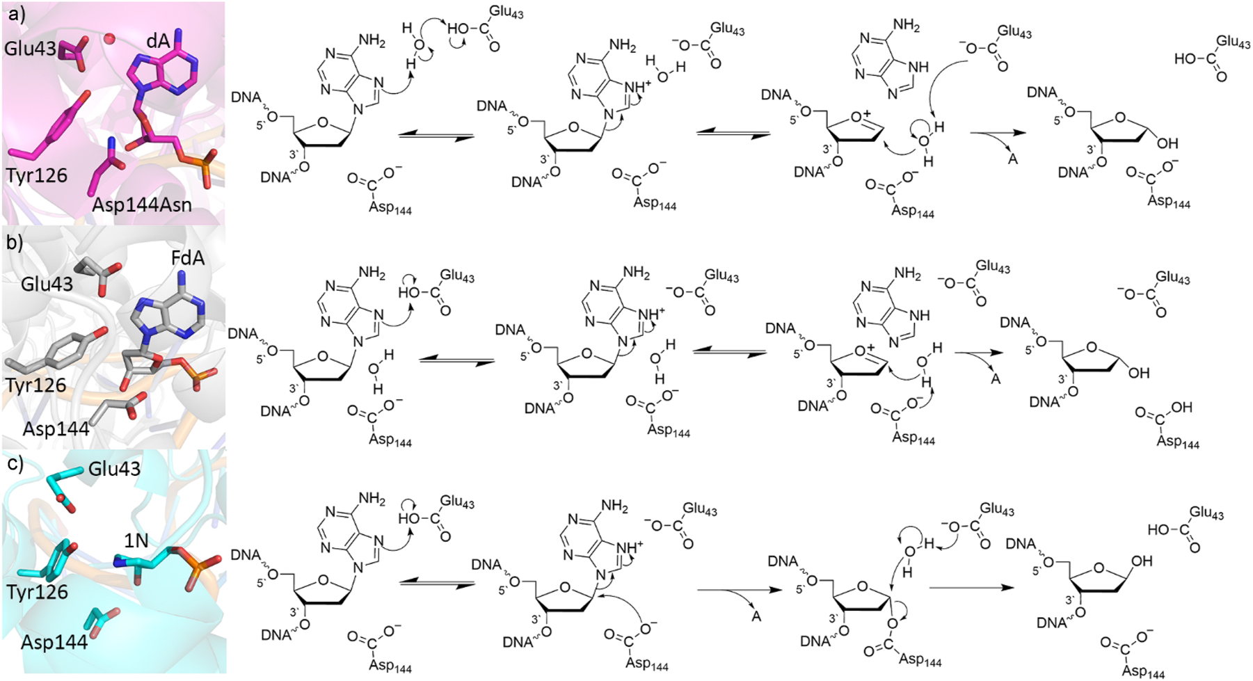 Fig. 4: 
Crystal structure (left) and corresponding proposed mechanism (right) of the (a) lesion recognition complex (LRC) containing the Asp144Asn mutant (PDB ID: 1RRQ), (b) fluorine recognition complex (FLRC) containing MutY bound to 2-β-fluoro-2-deoxyadenosine (PDB ID: 3G0Q), and (c) transition state analogue complex (TSAC) with MutY bound to a pyrrolidine transition state analogue (PDB ID: 6U7T).
