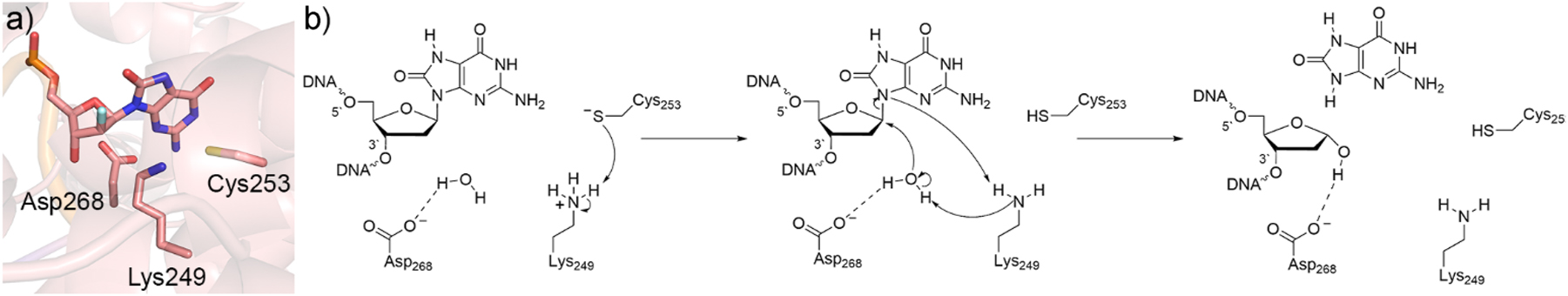 Fig. 5: 
Characterization of the hOGG1 catalytic mechanism. (a) Active site of hOGG1 from a crystal structure with a 2′-fluoro-dOG-containing DNA inhibitor (PDB ID: 3KTU). (b) Proposed monofunctional mechanism of action for hOGG1.
