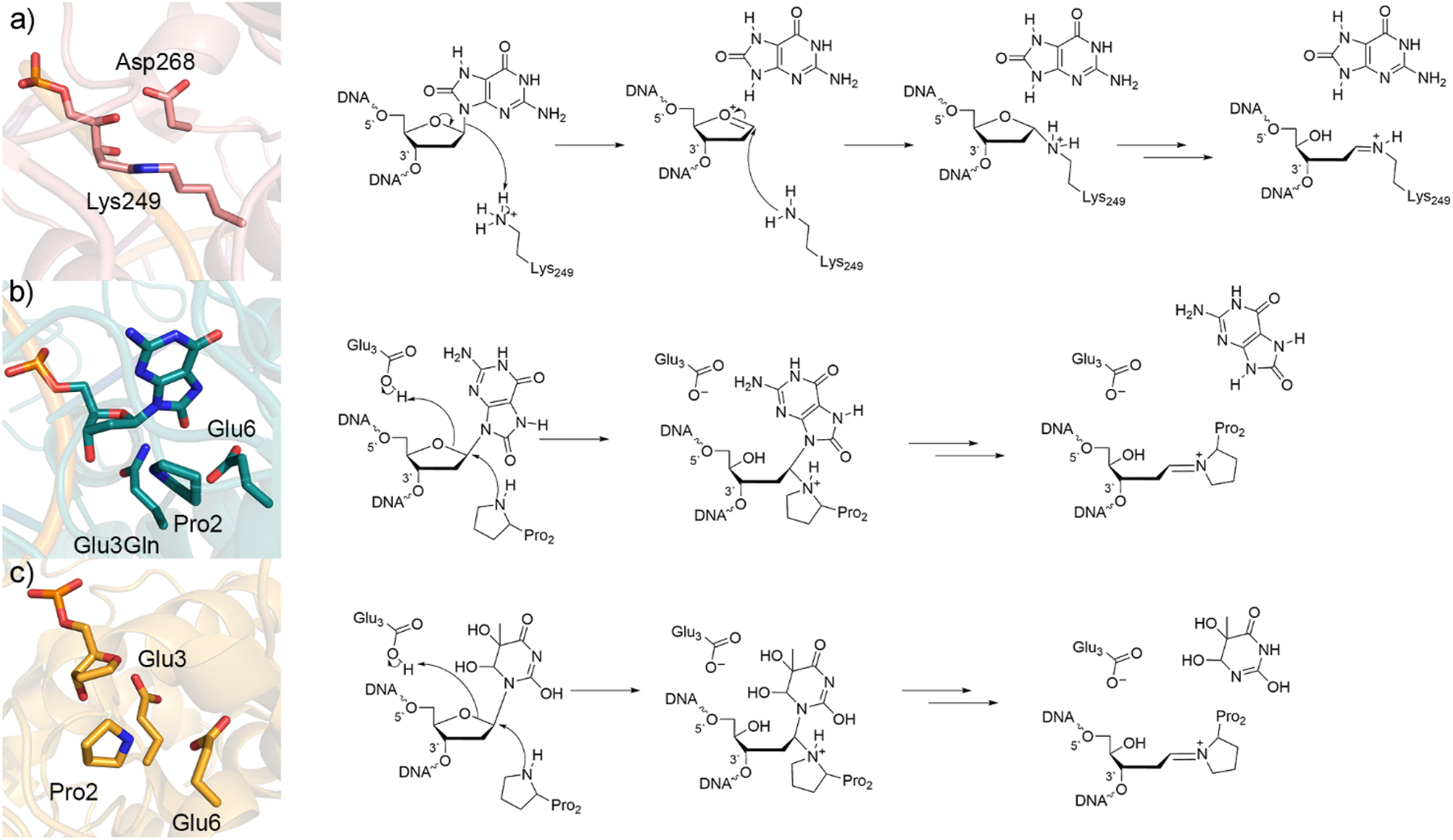 Fig. 6: 
Crystal structure (left) and corresponding mechanism (right) of the (a) wild-type hOGG1 trapped Schiff’s base intermediate (PDB ID: 1HU0), (b) Glu3Gln mutant FPG bound to 8oxoG substrate (PDB ID: 1R2Y), and (c) wild-type Neil1 bound to tetrahydrofuran (PDB ID: 5ITT).
