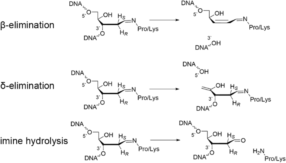 Fig. 8: 
Steps required for the lyase activity of bifunctional DNA glycosylases.
