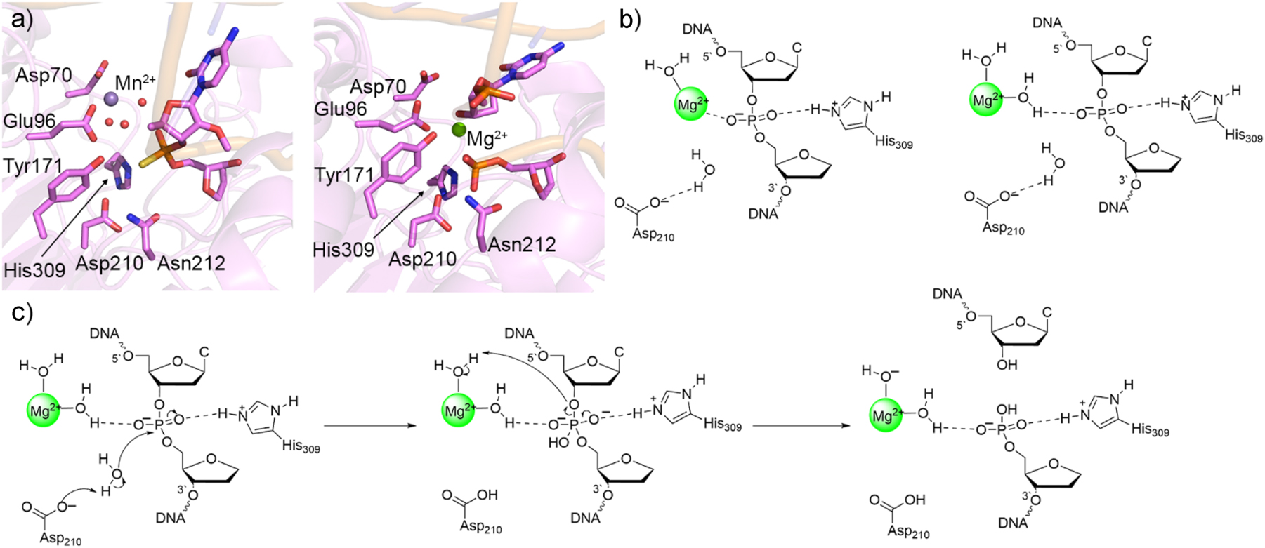 Fig. 9: 
Crystal Structures and computational models leading to the characterization of the APE1 mechanism of action. (a) Crystal structure of APE1 reactant complex with thiosubstituted substrate (left, PDB ID: 5DG0) and product complex (right, PDB ID: 4IEM). (b) QM cluster models of the APE1 reactant complex active site with direct (left) and indirect (right) metal–substrate coordination. (c) Proposed APE1 one-metal-mediated mechanism of action characterized with quantum mechanical techniques.
