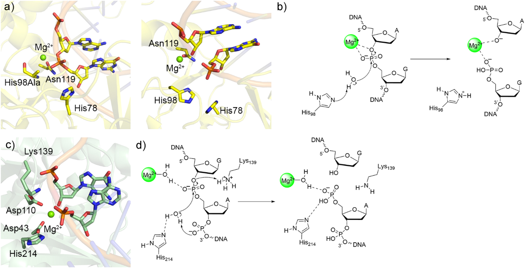 Fig. 10: 
Crystal structures and associated catalytic mechanisms of one-metal dependent I-PpoI and EndoV. (a) Crystal structures of His98Ala mutant I-PpoI reactant complex (right, PDB ID: 1CYQ) and wild-type I-PpoI product complex (left, PDB ID: 1A73). (b) Proposed I-PpoI mechanism of action. (c) Crystal structure of bacterial EndoV product complex (PDB ID: 2W35). (d) Proposed bacterial EndoV mechanism of action.
