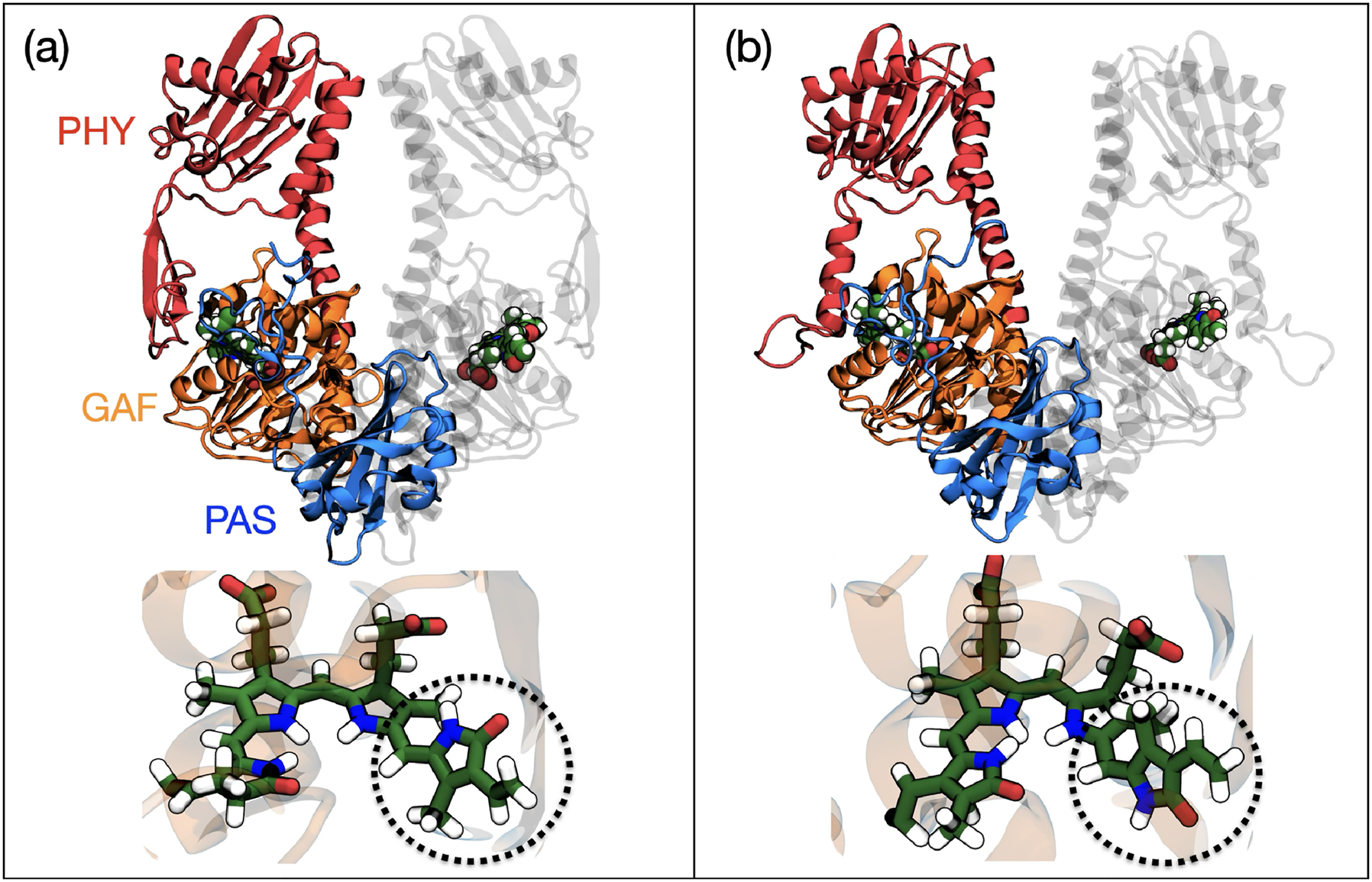Fig. 2: 
Schematic representation of the (a) dark and (b) light activated states of Phytochrome in the Deinococcus bacterium and the embedded bilin. The dotted circle indicates the region of the molecule where photoisomerization occurs.
