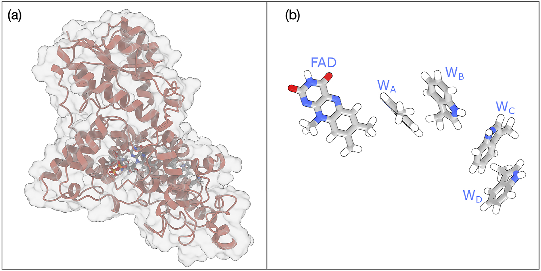 Fig. 3: 
Schematic representation of (a) Cryptochrome 4 widely thought to be responsible for the magneto-reception of migratory birds and (b) the FAD and the four tryptophan residues involved in the ET chain.

