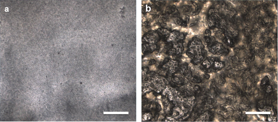 Figure 4 Surface images of PAMAM introduced polymeric membranes of hyper-branched polymer (POEM: 60 wt%) by laser microscope (bar: 500 μm). a: PMMA-g-PPOEM with PAMAM (40 wt%); b: PMMA-g-PPOEM with PAMAM (50 wt%)