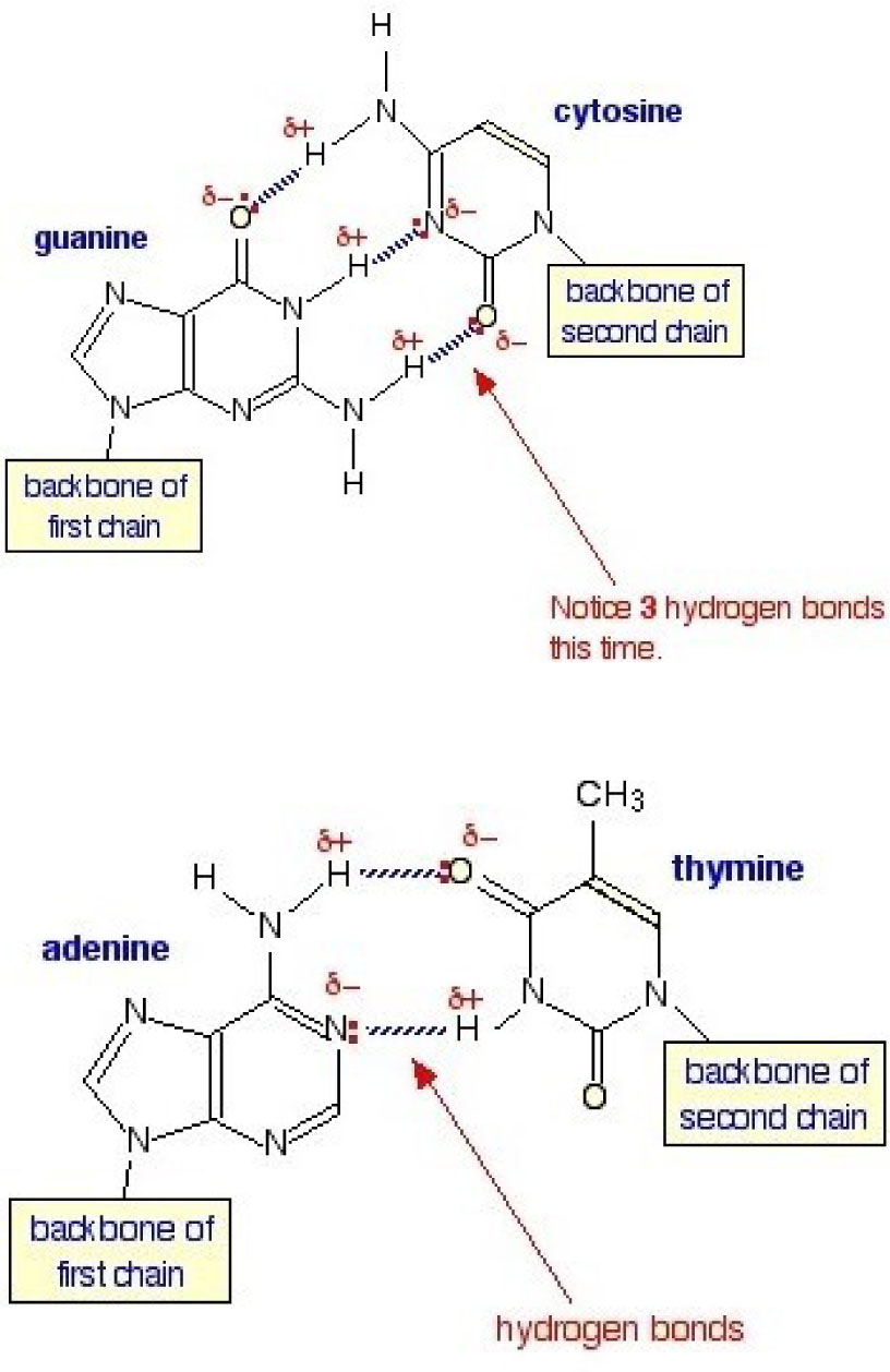Figure 5 Pentagonal and hexagonal manifolds of a DNA