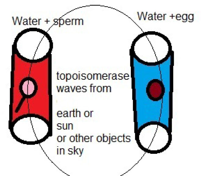 Figure 9 Water around the egg has different structure respect to water around sperm