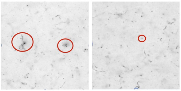 Figure 2 Tracks in emulsion generated by passing through carbons (left) and protons (right) impinging perpendicularly to the emulsion surface. In the left image delta rays emitted from the carbon interaction are also visible. View size is 300x300 μm2.