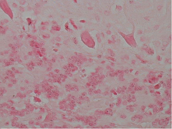Figure 5 Biological data: The original image.