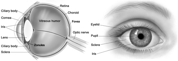 Figure 1 Human eye anatomy.