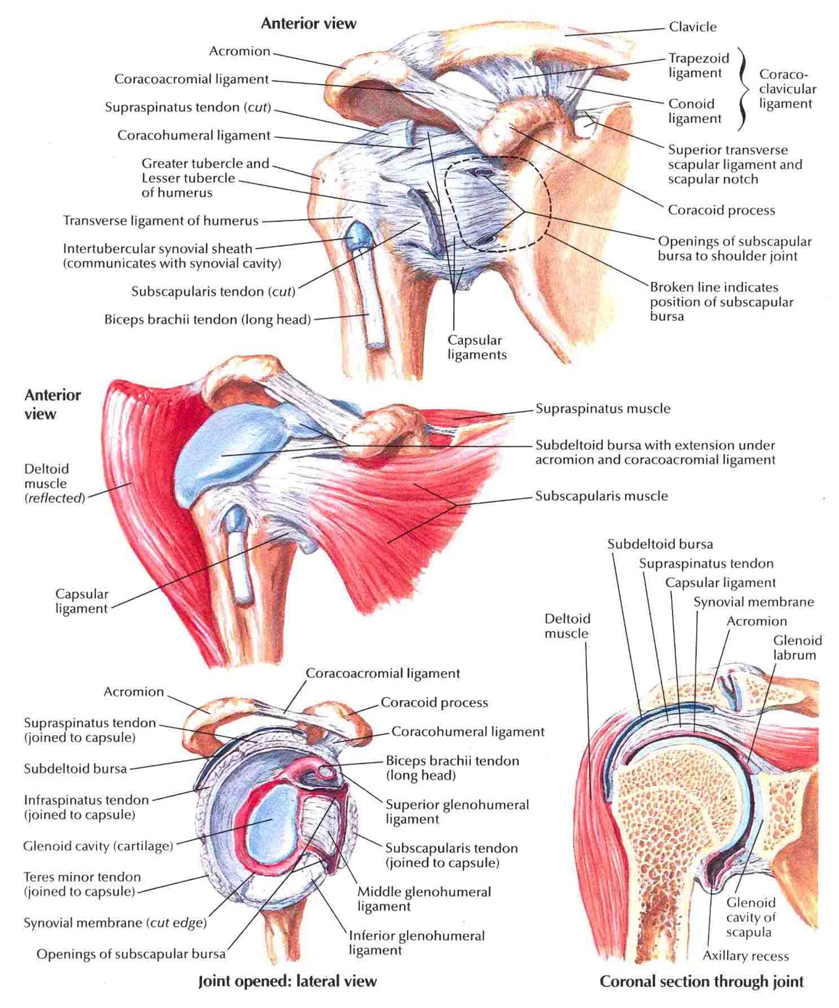 Figure 1 Shoulder joint anatomy