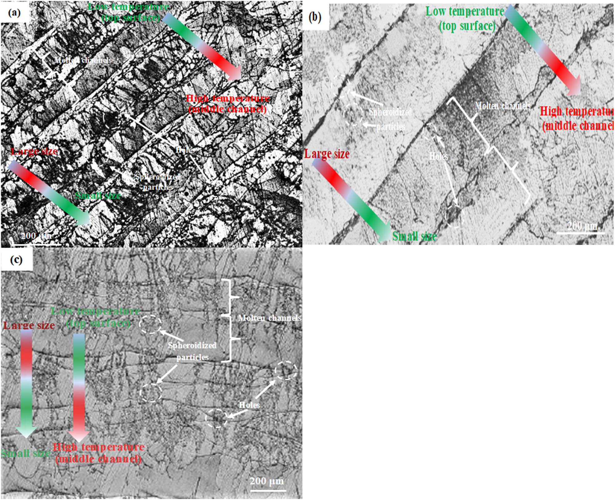 Figure 10
Metallographic phase of samples under different scanning spacing: (a) 13 µm, (b) 11 µm, and (c) 9 µm.
