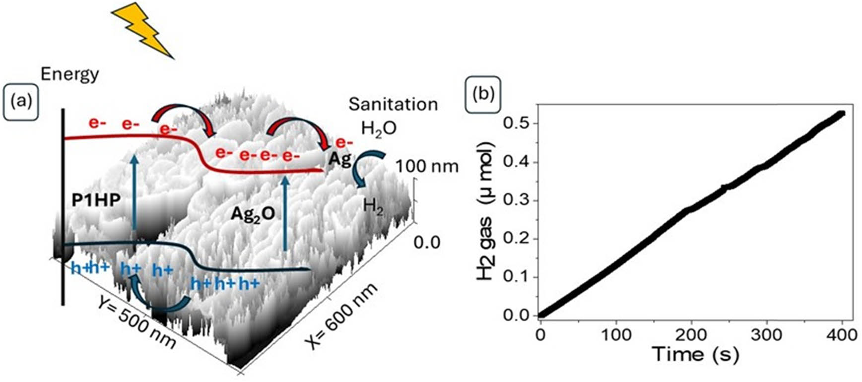 Figure 7 
                  (a) Electron transfer within the fabricated Ag-Ag2O-P1HP/P1HP nanocomposite photocathode and (b) the measured H2 generation in moles using sanitation water.
               