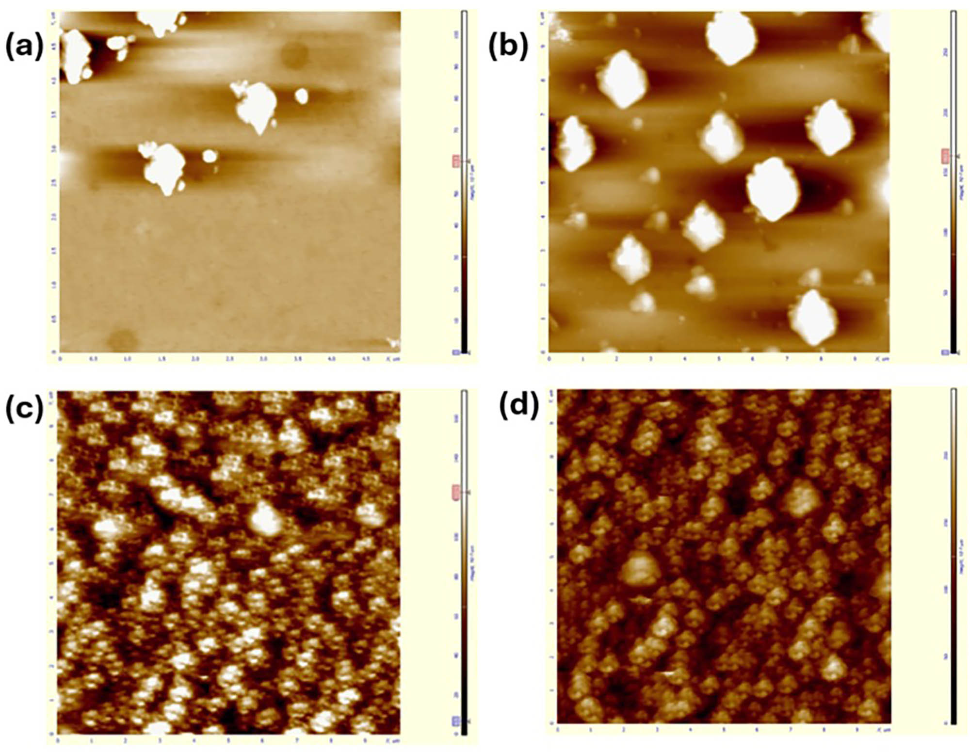 Figure 3 
               (a)–(d) AFM photos of Zn100−x
                  Sm
                     x
                  O (x = 0, 0.025, 0.05, and 0.075).
            
