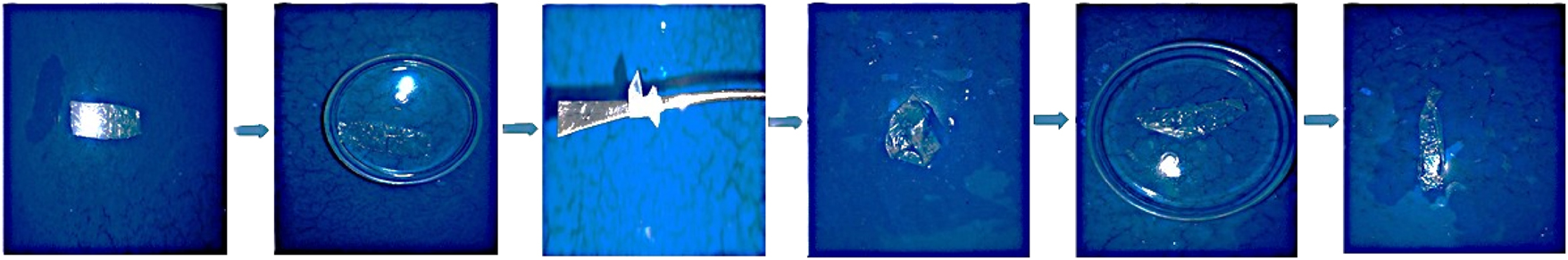 Figure 9: 
Shape memory effect of the polymer composite thin film added to the PCL-PVC polymer blend with 20 % MgO.

